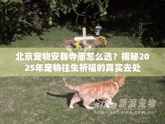 北京宠物安葬寺庙怎么选？揭秘2025年宠物往生祈福的真实去处
