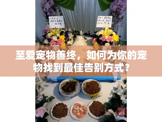 至爱宠物善终，如何为你的宠物找到最佳告别方式？