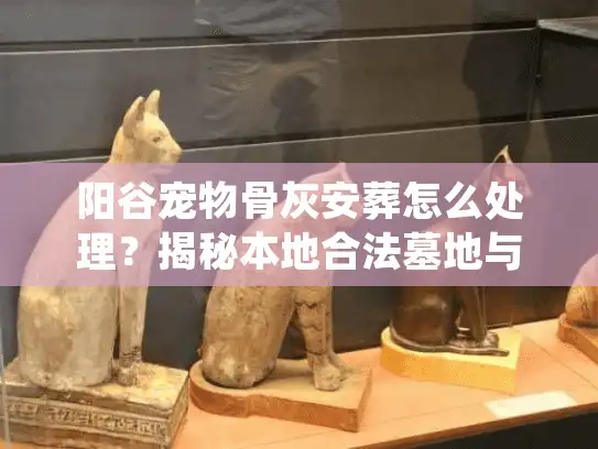 阳谷宠物骨灰安葬怎么处理？揭秘本地合法墓地与避坑细节
