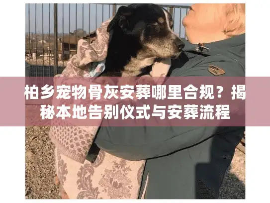 柏乡宠物骨灰安葬哪里合规？揭秘本地告别仪式与安葬流程