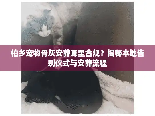 柏乡宠物骨灰安葬哪里合规？揭秘本地告别仪式与安葬流程
