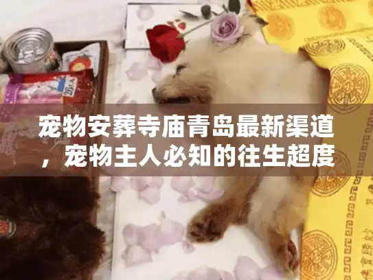 宠物安葬寺庙青岛最新渠道，宠物主人必知的往生超度内幕