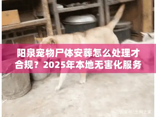 阳泉宠物尸体安葬怎么处理才合规？2025年本地无害化服务全解