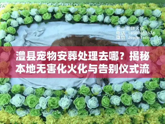 澧县宠物安葬处理去哪？揭秘本地无害化火化与告别仪式流程
