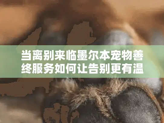 当离别来临墨尔本宠物善终服务如何让告别更有温度?
