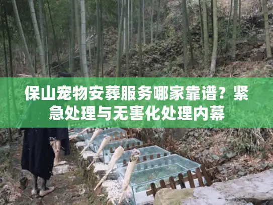 保山宠物安葬服务哪家靠谱？紧急处理与无害化处理内幕