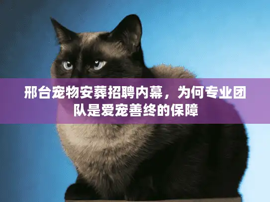 邢台宠物安葬招聘内幕，为何专业团队是爱宠善终的保障