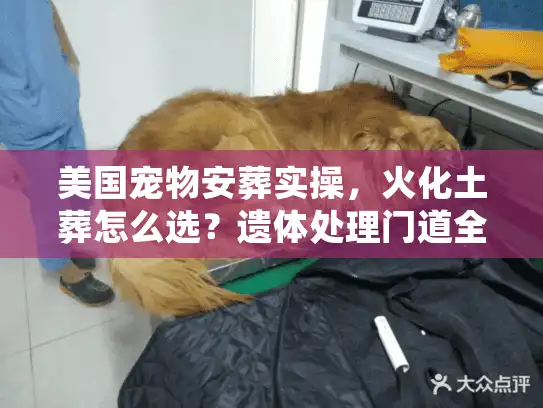 美国宠物安葬实操，火化土葬怎么选？遗体处理门道全揭秘