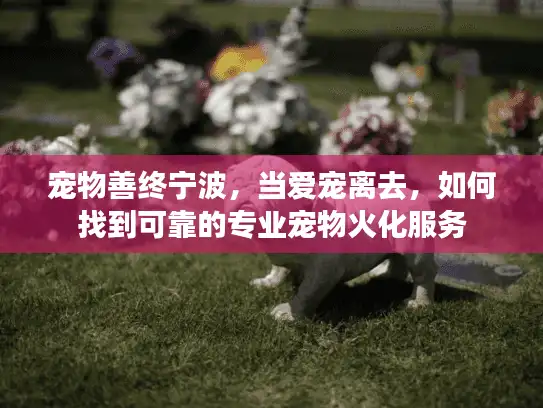 宠物善终宁波，当爱宠离去，如何找到可靠的专业宠物火化服务