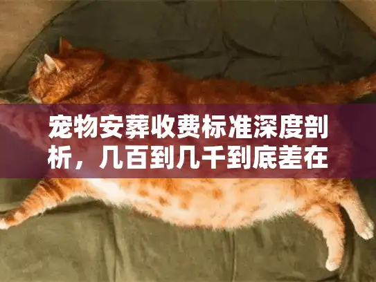 宠物安葬收费标准深度剖析，几百到几千到底差在哪？