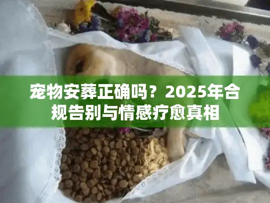 宠物安葬正确吗？2025年合规告别与情感疗愈真相