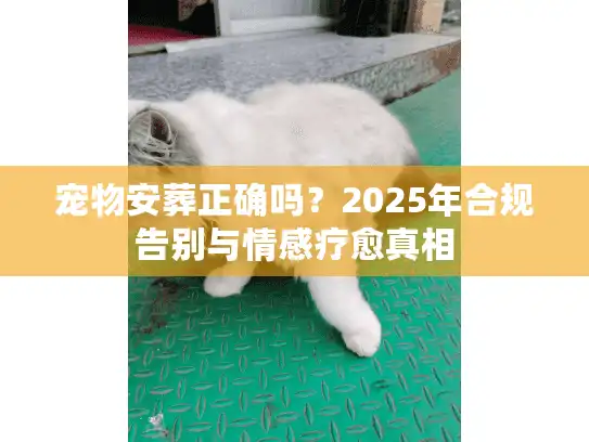 宠物安葬正确吗？2025年合规告别与情感疗愈真相