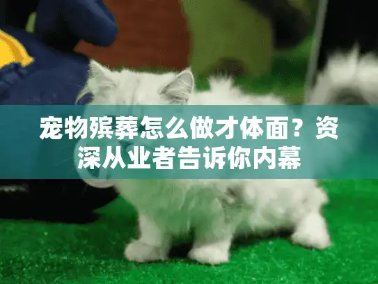 宠物殡葬怎么做才体面？资深从业者告诉你内幕