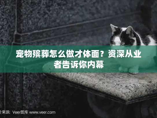 宠物殡葬怎么做才体面？资深从业者告诉你内幕