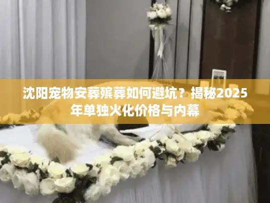沈阳宠物安葬殡葬如何避坑？揭秘2025年单独火化价格与内幕