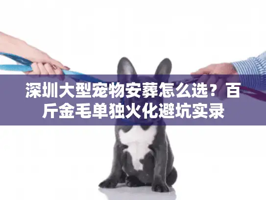 深圳大型宠物安葬怎么选？百斤金毛单独火化避坑实录