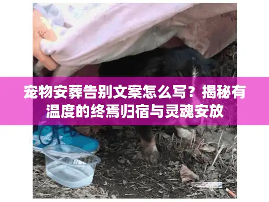 宠物安葬告别文案怎么写？揭秘有温度的终焉归宿与灵魂安放