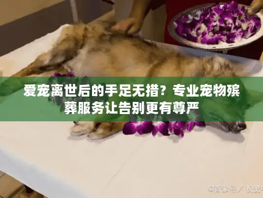 爱宠离世后的手足无措？专业宠物殡葬服务让告别更有尊严