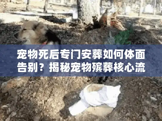 宠物死后专门安葬如何体面告别？揭秘宠物殡葬核心流程与避坑