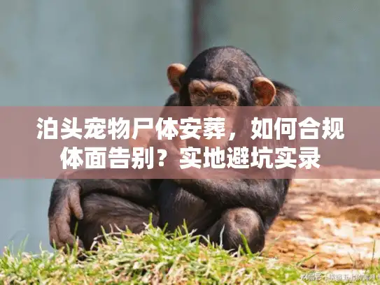 泊头宠物尸体安葬，如何合规体面告别？实地避坑实录