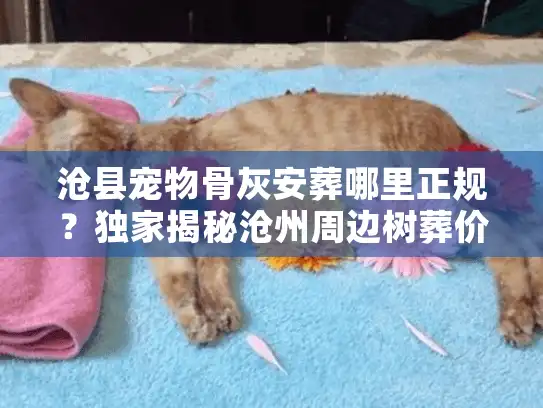 沧县宠物骨灰安葬哪里正规？独家揭秘沧州周边树葬价格与避坑门道