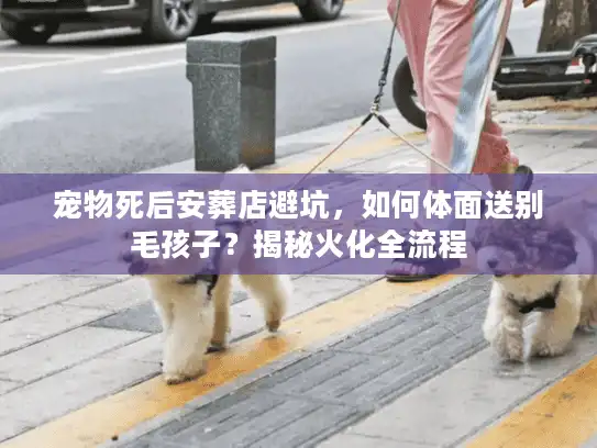宠物死后安葬店避坑，如何体面送别毛孩子？揭秘火化全流程