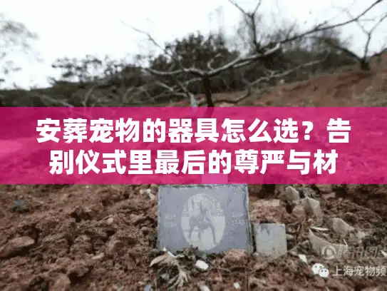 安葬宠物的器具怎么选？告别仪式里最后的尊严与材质门道