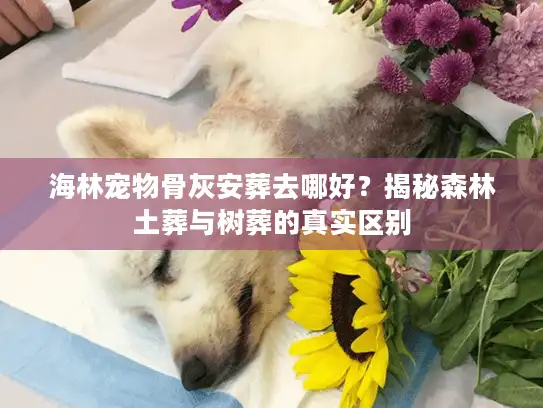 海林宠物骨灰安葬去哪好？揭秘森林土葬与树葬的真实区别