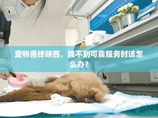 宠物善终陕西，找不到可靠服务时该怎么办？