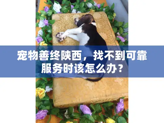 宠物善终陕西，找不到可靠服务时该怎么办？