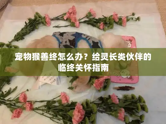 宠物猴善终怎么办？给灵长类伙伴的临终关怀指南