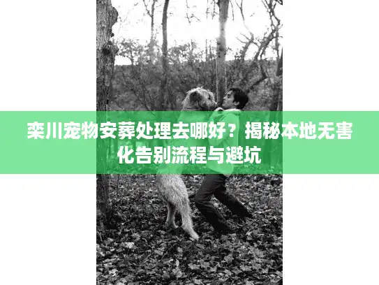 栾川宠物安葬处理去哪好？揭秘本地无害化告别流程与避坑
