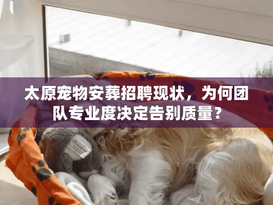 太原宠物安葬招聘现状，为何团队专业度决定告别质量？