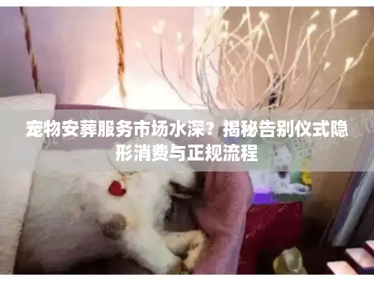 宠物安葬服务市场水深？揭秘告别仪式隐形消费与正规流程