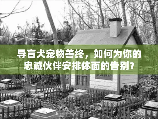 导盲犬宠物善终，如何为你的忠诚伙伴安排体面的告别？