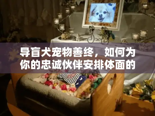 导盲犬宠物善终，如何为你的忠诚伙伴安排体面的告别？
