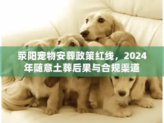 荥阳宠物安葬政策红线，2024年随意土葬后果与合规渠道