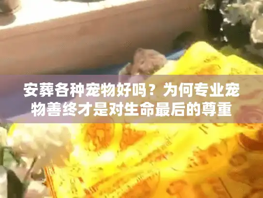 安葬各种宠物好吗？为何专业宠物善终才是对生命最后的尊重