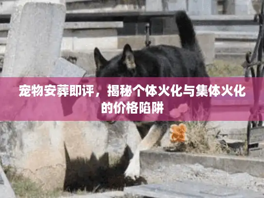 宠物安葬即评，揭秘个体火化与集体火化的价格陷阱