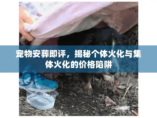 宠物安葬即评，揭秘个体火化与集体火化的价格陷阱