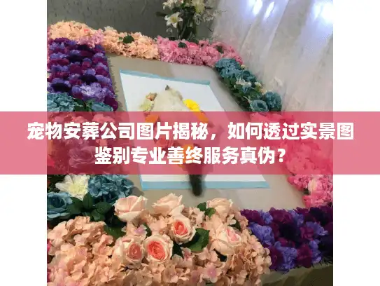 宠物安葬公司图片揭秘，如何透过实景图鉴别专业善终服务真伪？