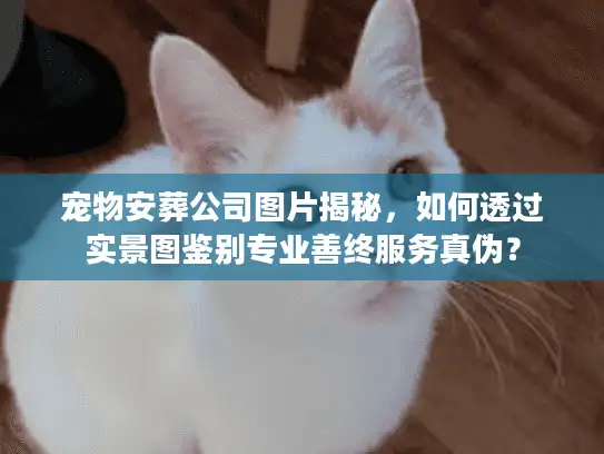 宠物安葬公司图片揭秘，如何透过实景图鉴别专业善终服务真伪？