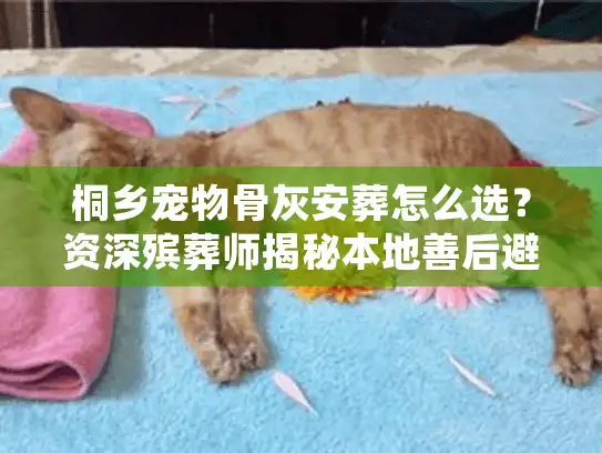 桐乡宠物骨灰安葬怎么选？资深殡葬师揭秘本地善后避坑细节