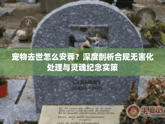 宠物去世怎么安葬？深度剖析合规无害化处理与灵魂纪念实策
