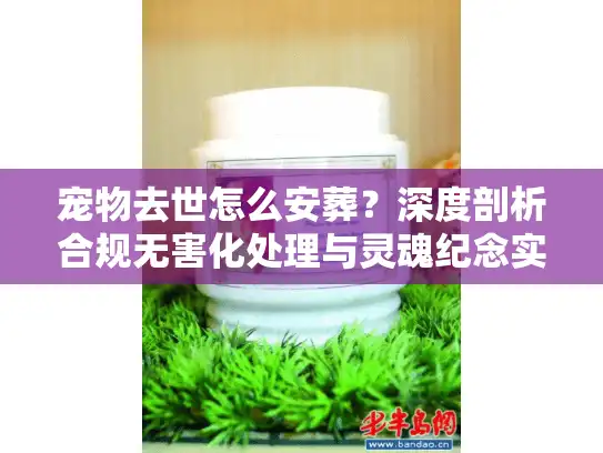 宠物去世怎么安葬？深度剖析合规无害化处理与灵魂纪念实策