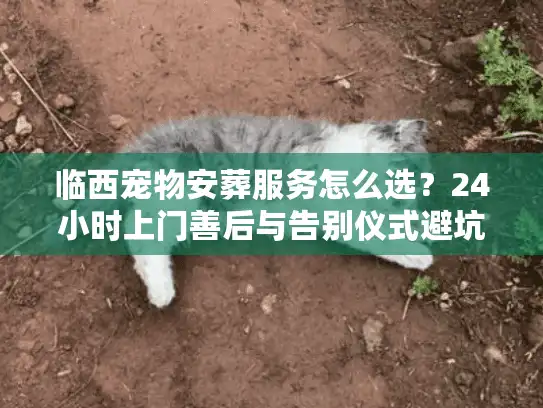 临西宠物安葬服务怎么选？24小时上门善后与告别仪式避坑实录