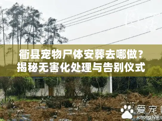衢县宠物尸体安葬去哪做？揭秘无害化处理与告别仪式