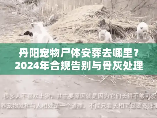 丹阳宠物尸体安葬去哪里？2024年合规告别与骨灰处理实策