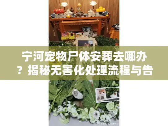 宁河宠物尸体安葬去哪办？揭秘无害化处理流程与告别仪式避坑