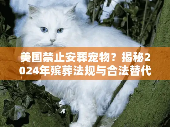 美国禁止安葬宠物？揭秘2024年殡葬法规与合法替代方案